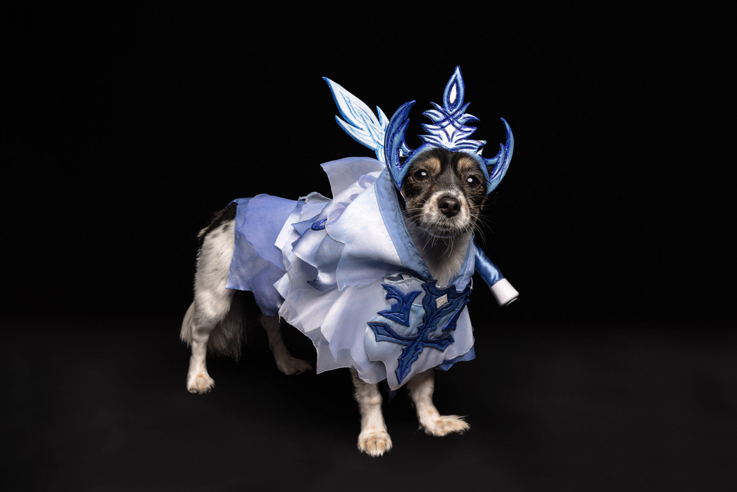 Loyal Sidekicks Unite In Partnership With FINAL FANTASY XVI And Australia’s Rescue Dogs 6 Alma as Shiva 1 scaled https://staging.mkaugaming.com/loyal-sidekicks-unite-in-partnership-with-final-fantasy-xvi-and-australias-rescue-dogs/