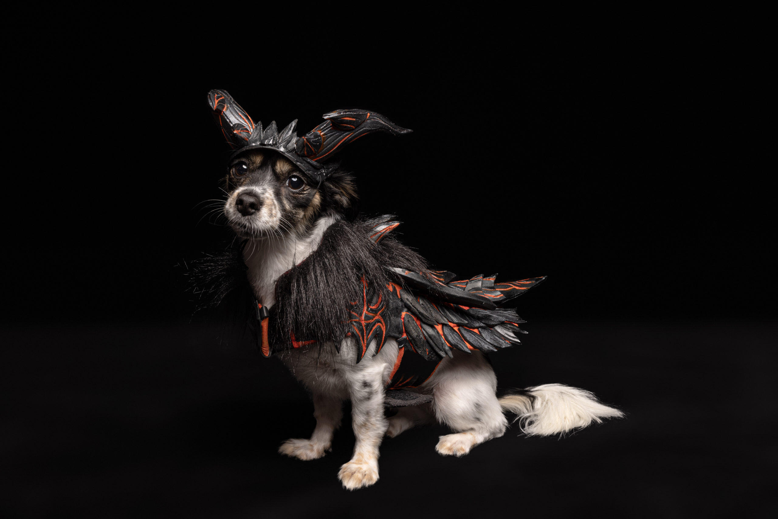 Loyal Sidekicks Unite In Partnership With FINAL FANTASY XVI And Australia’s Rescue Dogs 5 Alma in Ifrit scaled https://staging.mkaugaming.com/loyal-sidekicks-unite-in-partnership-with-final-fantasy-xvi-and-australias-rescue-dogs/