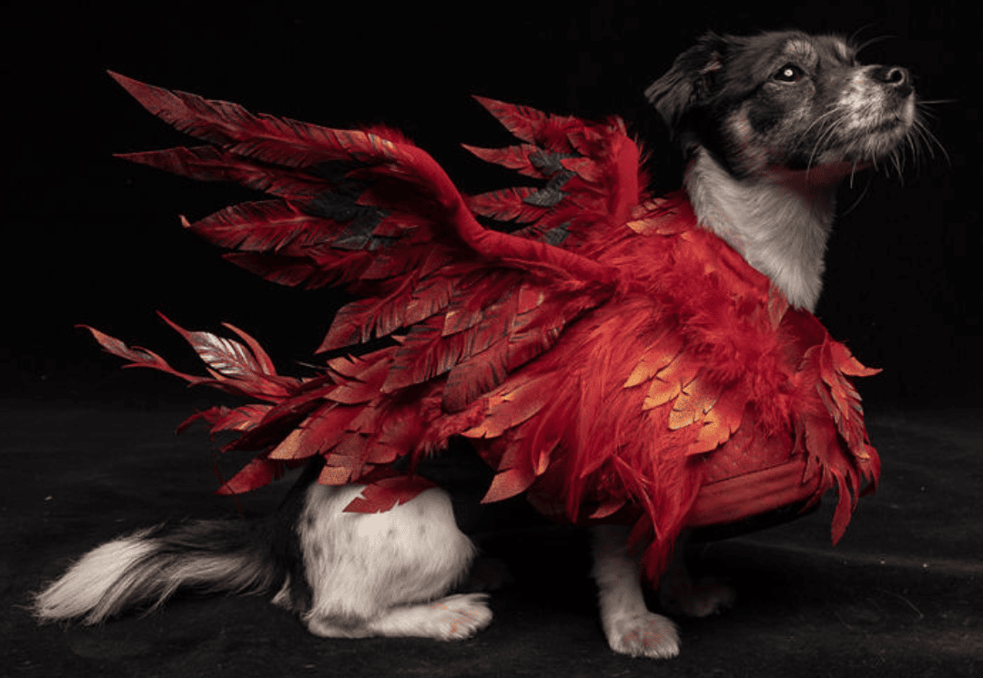 Loyal Sidekicks Unite In Partnership With FINAL FANTASY XVI And Australia’s Rescue Dogs 2 gagdd https://staging.mkaugaming.com/loyal-sidekicks-unite-in-partnership-with-final-fantasy-xvi-and-australias-rescue-dogs/